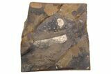 Paleocene Fossil Samara (Acer) - North Dakota #262419-1